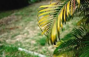 ۶ نشانه‌ای که باید گیاه آپارتمانی‌تان را دور بیندازید