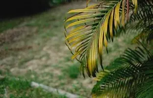 ۶ نشانه‌ای که باید گیاه آپارتمانی‌تان را دور بیندازید