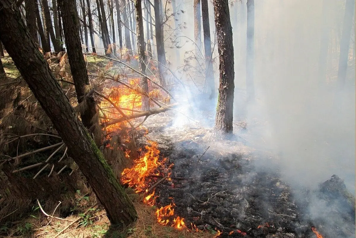 تصاویری از آتش‌سوزی در بخش‌هایی از پارک ملی تندوره + ویدئو