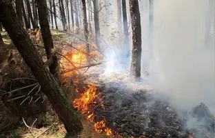 تصاویری از آتش‌سوزی در بخش‌هایی از پارک ملی تندوره + ویدئو