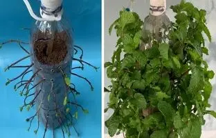 به همین سادگی در خانه نعناع پرورش دهید! + ویدئو