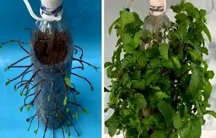 به همین سادگی در خانه نعناع پرورش دهید! + ویدئو