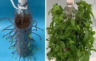 به همین سادگی در خانه نعناع پرورش دهید! + ویدئو