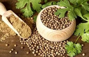 پودر گشنیز برای چه غذاهایی مناسب است ؟ / روش تهیه پودر گشنیز در خانه 