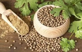 پودر گشنیز برای چه غذاهایی مناسب است ؟ / روش تهیه پودر گشنیز در خانه 
