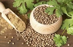 پودر گشنیز برای چه غذاهایی مناسب است ؟ / روش تهیه پودر گشنیز در خانه 