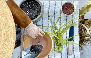 تفاله چای را دور نریزید ! | فواید تفاله چای برای گیاهان را بدانید + روش استفاده از تفاله چای برای گلدان