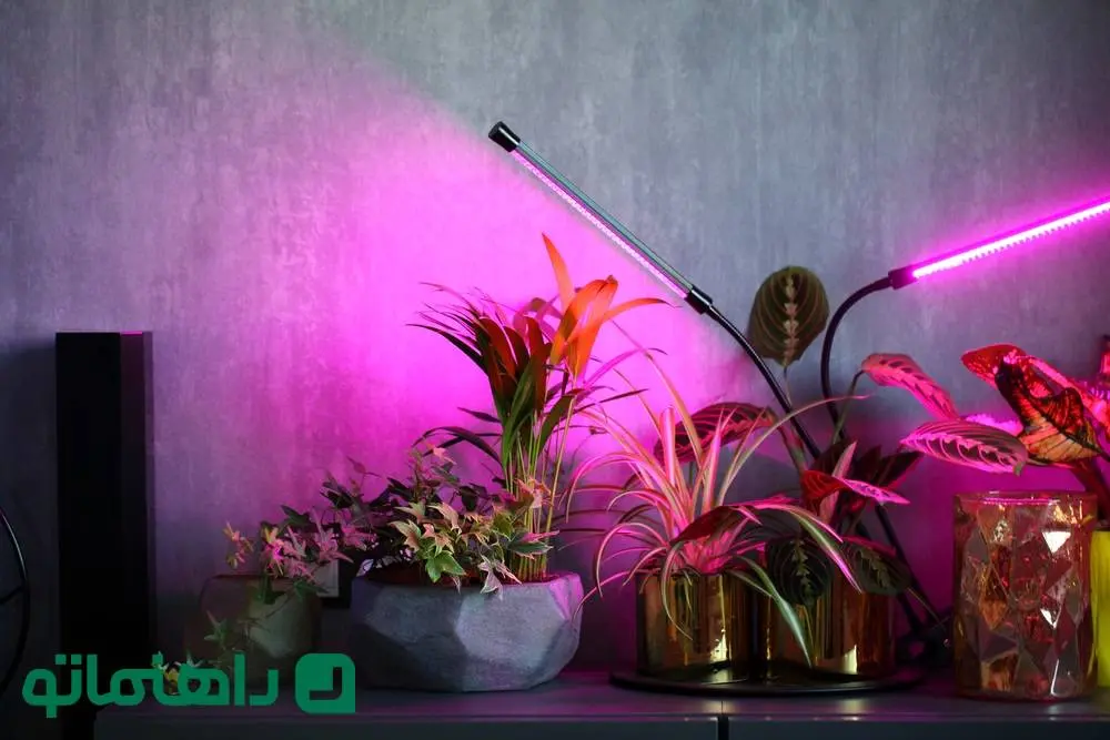 لامپ فلورسنت؛ دوست یا دشمن گیاهان آپارتمانی؟