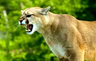 جیغ پومای وحشی/ صدایی که شما را شوکه می‌کند! + ویدئو