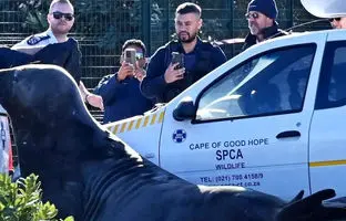 فُک دریایی در خیابان‌ها سرگردان شد + ویدئو