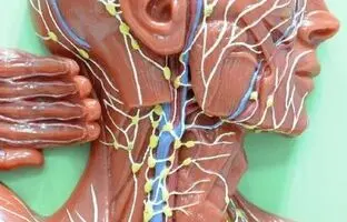 درباره «لنف» مایع حیاتی بدن چه می‌دانید؟