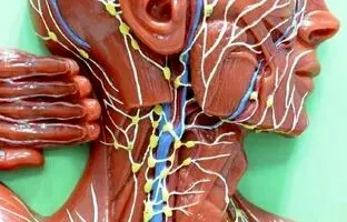 درباره «لنف» مایع حیاتی بدن چه می‌دانید؟