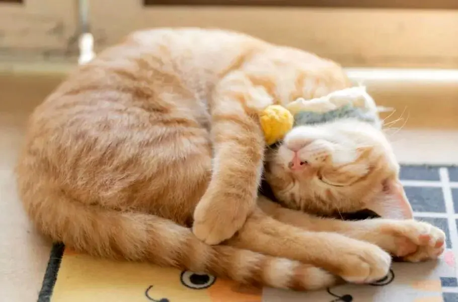 چرا گربه‌ها معمولاً روی پهلوی چپ خود می‌خوابند؟