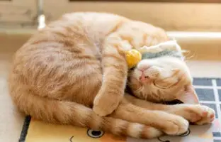 چرا گربه‌ها معمولاً روی پهلوی چپ خود می‌خوابند؟