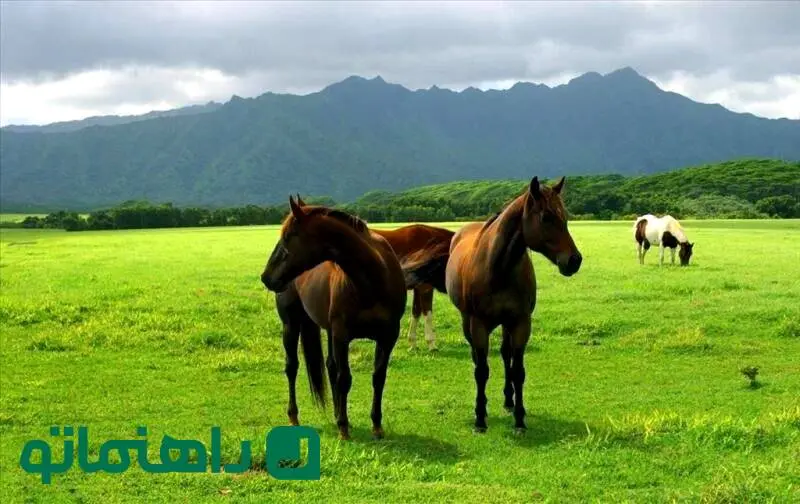 زیباترین مقاصد گردشگری ایران در فصل بهار که نباید از دست بدهید
