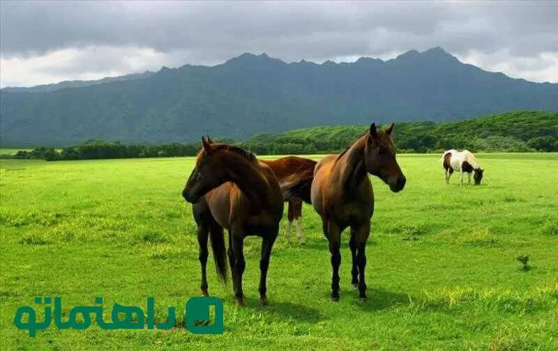 زیباترین مقاصد گردشگری ایران در فصل بهار که نباید از دست بدهید