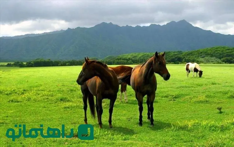 زیباترین مقاصد گردشگری ایران در فصل بهار که نباید از دست بدهید