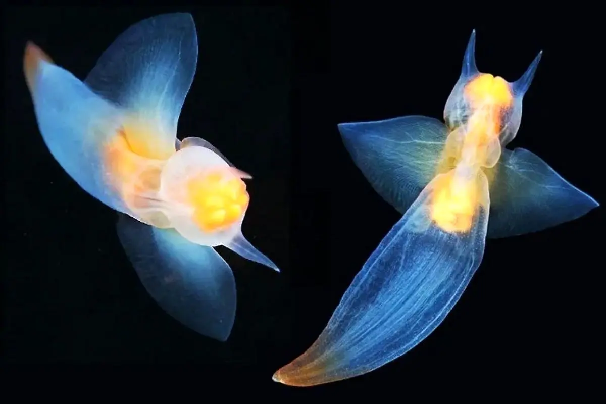 تصاویری از یک نوع صدف غیرمعمول از اعماق دریا + ویدئو