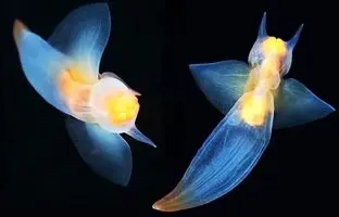 تصاویری از یک نوع صدف غیرمعمول از اعماق دریا + ویدئو