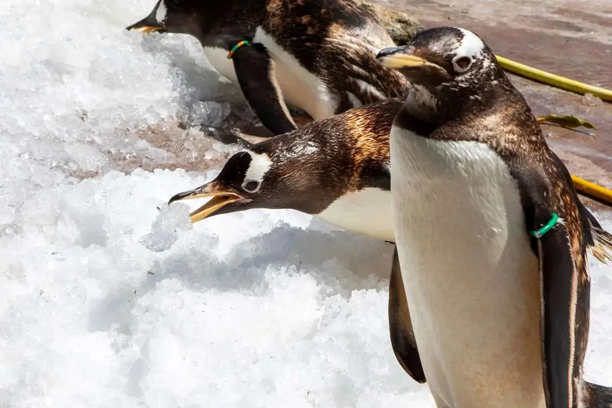 بازی پنگوئن‌های باغ‌وحش در میان توده‌های یخ برای مقابله با موج گرما + ویدئو