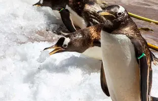 بازی پنگوئن‌های باغ‌وحش در میان توده‌های یخ برای مقابله با موج گرما + ویدئو