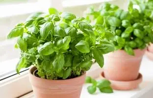 این گیاهان قاتل پشه‌های تابستانی هستند