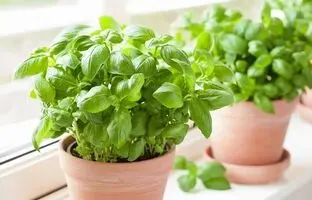 این گیاهان قاتل پشه‌های تابستانی هستند