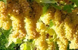 شهر جهانی انگور کجاست؟