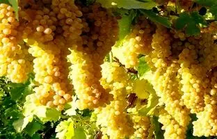 شهر جهانی انگور کجاست؟
