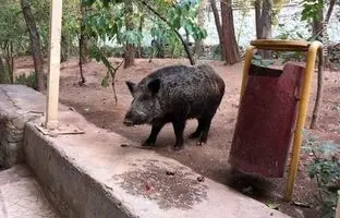 حضور عجیب گراز در بیمارستان لواسانی تهران + ویدئو