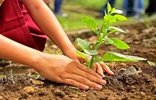 چگونه درخت بکاریم؟ آموزش کاشت درخت به روش صحیح 
