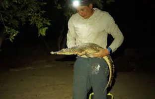 کشف دو گونه اسرارآمیز از دنیای کروکودیل‌ها