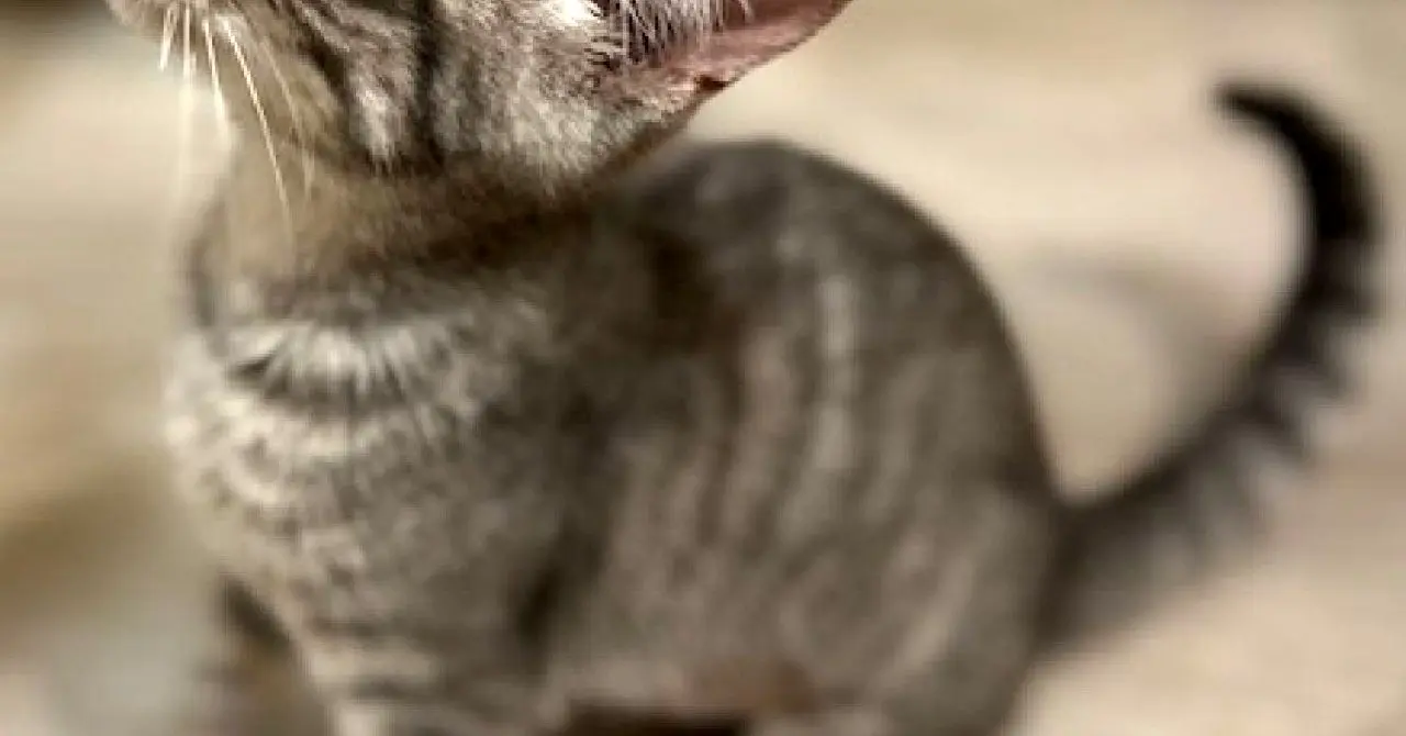 حیوانات خانگی چه چیزی درباره استرس به ما می‌آموزند؟