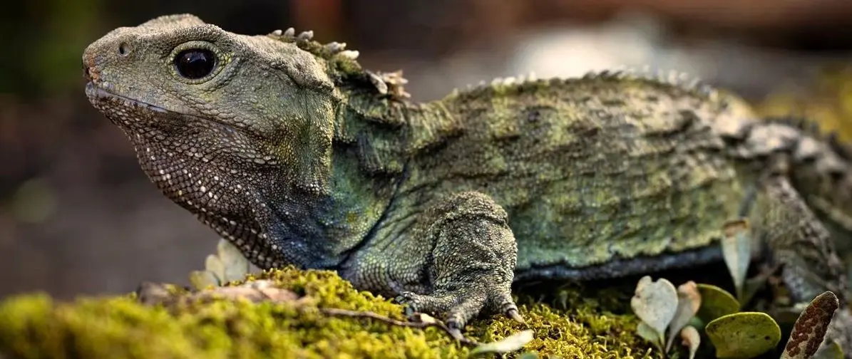 خزندۀ مشهوری که زمان ناصرالدین‌شاه به دنیا آمده و به تازگی پدر شده است!