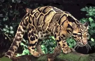 تصاویر زیبا از "پلنگ ابری" در حیات وحش + ویدئو