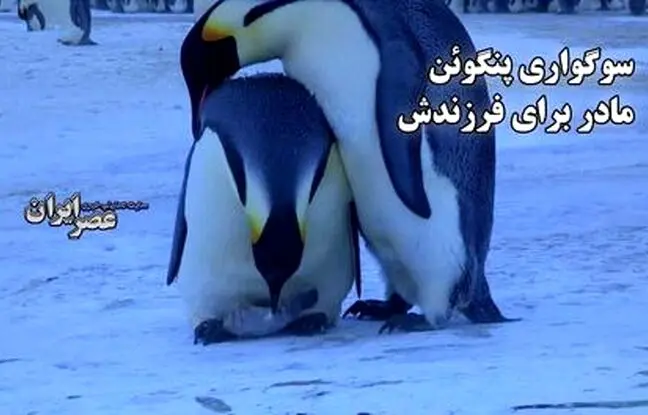 سوگواری پنگوئن مادر برای فرزندش / یک تراژدی عمیق  + ویدئو