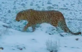پلنگ ایرانی در سرمای منفی ۸ درجه پارک ملی گلستان + ویدئو