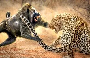  لحظه باورنکردنی حمله گروهی بابون‌ها به یک پلنگ حین تلاش برای شکار! + ویدئو