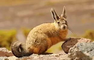 ویسکاچه؛ جونده ای که گاهی غمگین و خسته به نظر می رسد