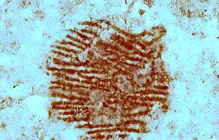 قدیمی‌ترین اثر انگشت انسان با قدمت 43 هزار سال در اسپانیا کشف شد