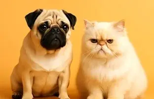 چرا گربه‌ها و سگ‌ها تا حد زیادی شبیه هم شده‌اند؟