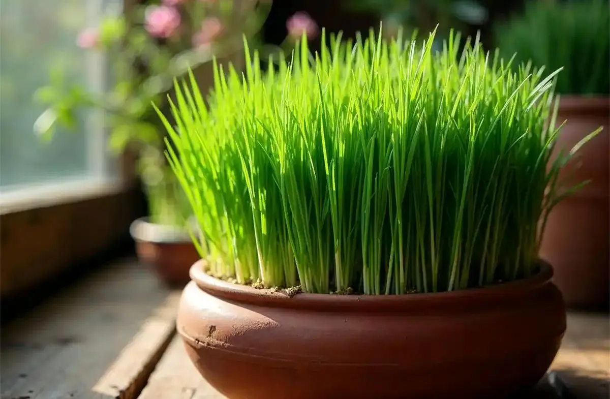 راهنمای سفره هفت سین ۱۴۰۴: رازهای کاشت سبزه گندم زیبا و پرپشت