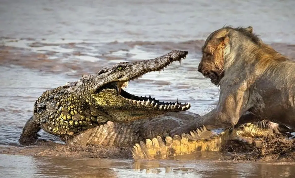  این همه تمساح؟! باور نکردنیه! + ویدئو