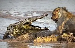  این همه تمساح؟! باور نکردنیه! + ویدئو