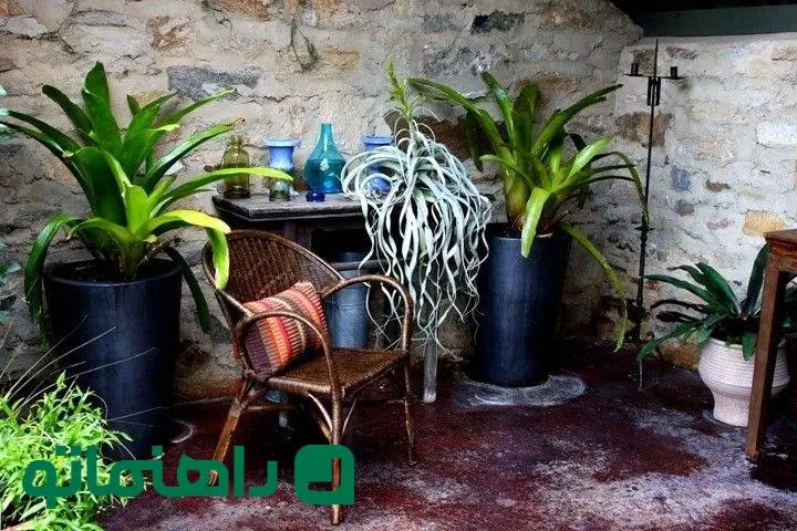 سخت‌جان‌ترین گیاهان آپارتمانی برای افرادی که دستشان به گل نمی‌افتد!