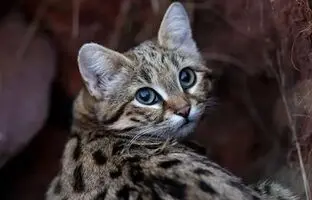 لحظه شکار خرگوش توسط یک گربه + ویدئو