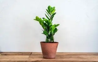 8 گیاه آپارتمانی مقاوم و زیبا برای روزهای خوش اردیبهشت