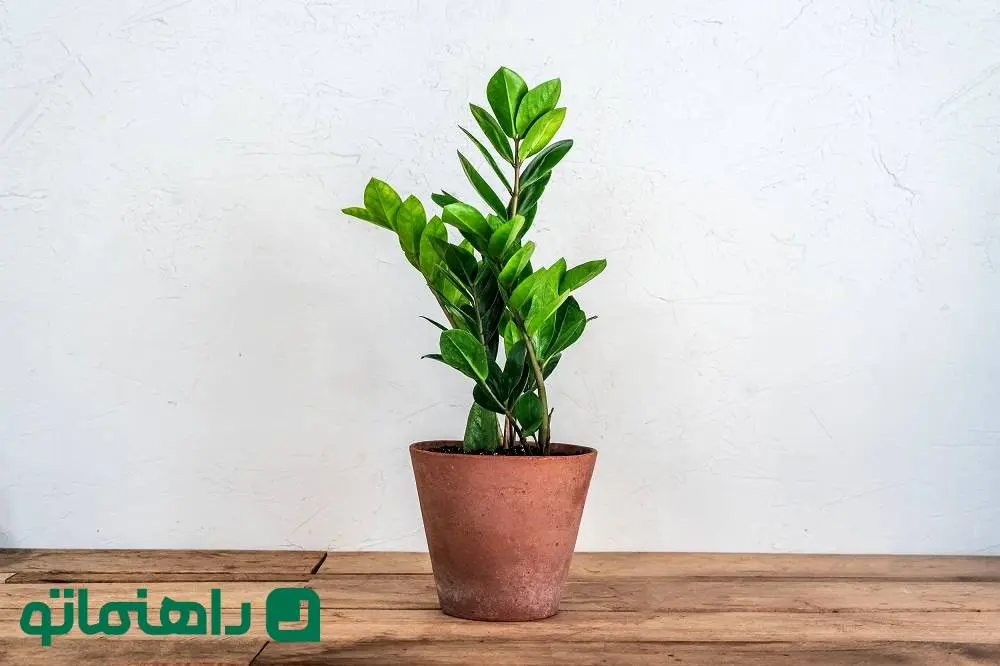 8 گیاه آپارتمانی مقاوم و زیبا برای روزهای خوش اردیبهشت