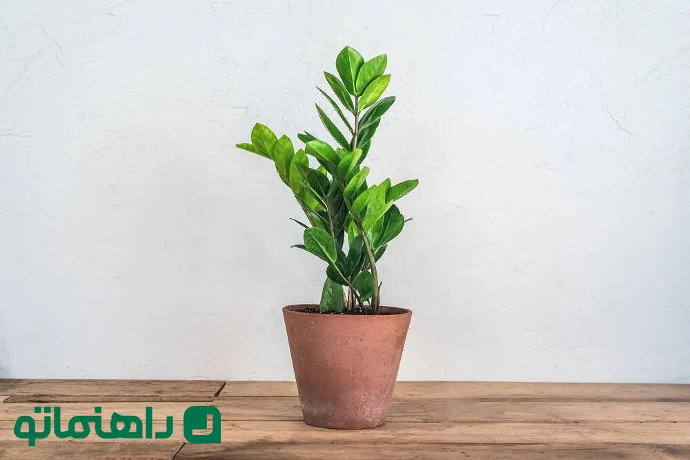 8 گیاه آپارتمانی مقاوم و زیبا برای روزهای خوش اردیبهشت