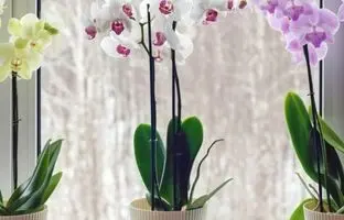 ۲۰ گیاه خوش یمنی که خوش‌شانسی را به خانه شما می‌آورند